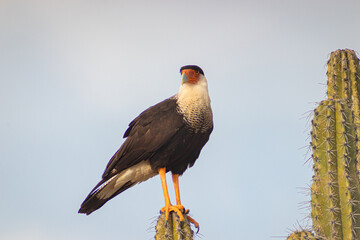 golden eagle in flight