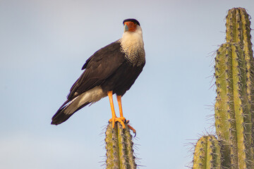 yellow billed hornbill bird