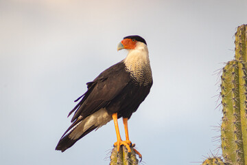 yellow billed hornbill bird