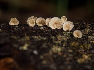 Macro photography of tiny crepidotus cesatii mushrooms growing in wet wood. Captured at the Andean mountains of central Colombia.