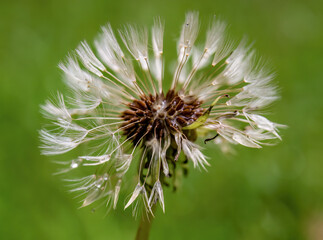 Macro photography of a dandelion seed puff covered with dew, captured at the high Andean mountains of central Colombia.