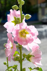 Delicate pink mallow flowers. Mallow. Flowers blooming on the street in the city