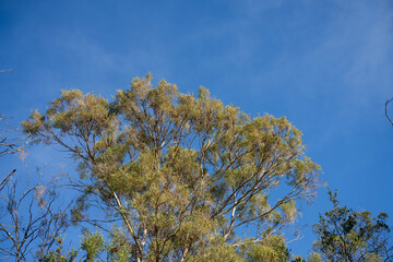 beautiful gum Trees and shrubs in the Australian bush forest. Gumtrees and native plants growing in Australia in spring in australia