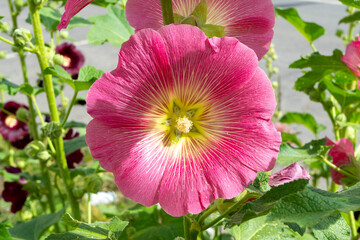 Bright pink mallow flower. Mallow. Flowers blooming