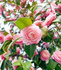 pink roses in a garden