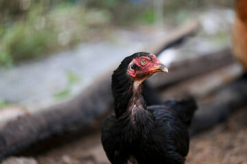 Black chicken