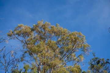 beautiful gum Trees and shrubs in the Australian bush forest. Gumtrees and native plants growing in Australia in spring in australia