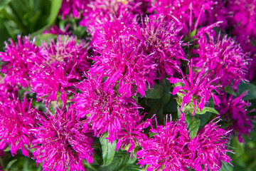 The bee balm (Monarda) plant blooming in close up © teine