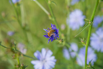 Bee gathering pollen from the chicory blooming plant