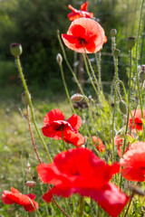 Obraz premium Poppy flowers blooming in a garden