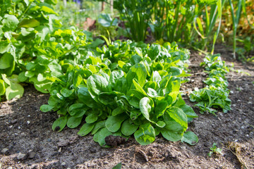 The corn salad (Valerianella) plant growing in a garden	
