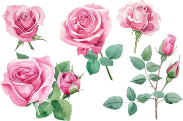 Naklejka premium Watercolor roses floral design, Roses flower watercolor art, Watercolor roses element clipart.