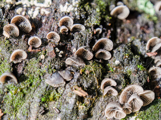 Macro photography of very tiny resupinatus trichotis mushrooms growing in rotten wood. Captured at the Andean mountains of central Colombia.