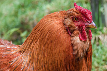 Close-up photography of a free range red rooster. Captured in a farm at the eastern Andean mountains of central Colombia.