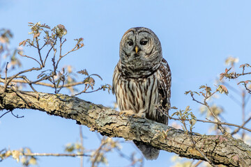 A Barred Owl Perched on Tree Branch. Blue sky background