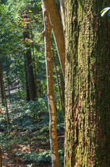 伊勢神宮に生えている木の幹を接写した様子