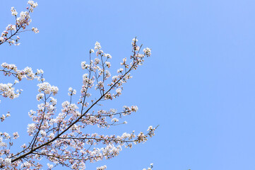 青い空に映える桜の木の枝の先