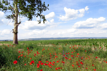 Beautiful, vivid colors of Vojvodina plain and arable fields in Serbia