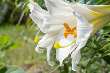 White trumpet lily (Lilium) flowers blooming in close up