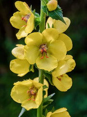 Macro photography of a cluster of yellow twiggy mullein flowers, captured in a garden near the town of Villa de Leyva, in central Colombia.