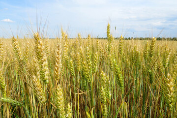 Young wheat in the Vojvodina field in Serbia