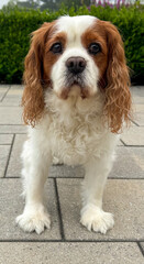 english cocker spaniel