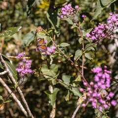 Borboletas em flores rosas