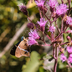 Borboletas em flores rosas