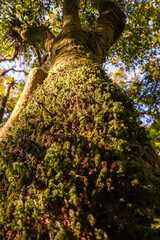 Árvore com musgos verdes e amarelos