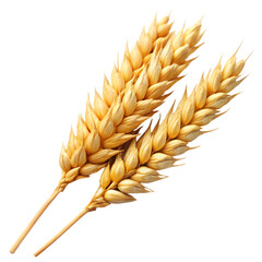Wheat isolated