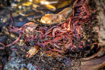 sustainable living with worms in a worm farm recycling compost and food waste