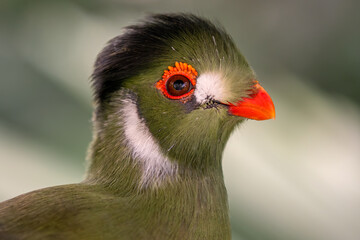 White-cheeked Turaco - Menelikornis leucotis, portrait of beautiful colored tropical bird from...