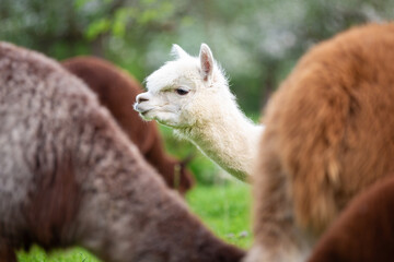 Alpaca herd on a sunny day, a South American mammal