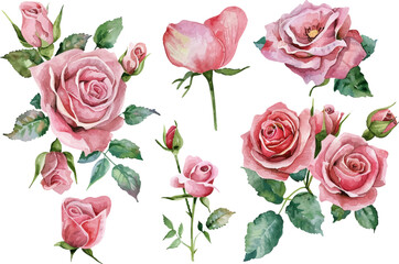 Pink roses flower painting, Watercolor pink roses graphic, Pink roses flower clipart