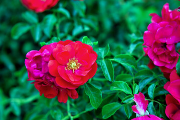 Fototapete bei efototapeten.de bestellen   