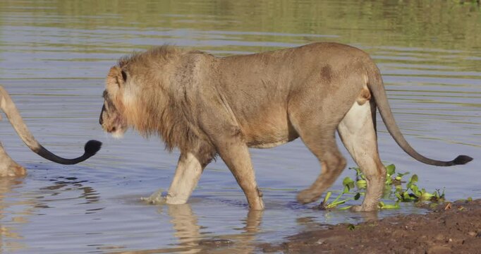 Wide shot of a Lion (Panthera Leo) walking into water to join other lions feasting on a dead buffalo (Syncerus caffer) during the morning in Kenya.