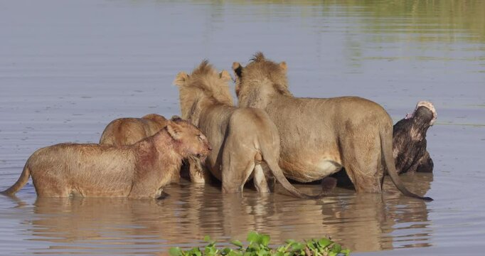 Wide shot of a pride of Lions (Panthera Leo) feeding on a bufallo (Syncerus caffer) in a reservior during the morning in Kenya
