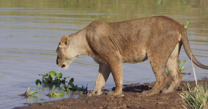 Wide pan shot of a Lioness (Panthera Leo) walking into water to feed on a dead buffalo (Syncerus caffer) during the morning in Kenya.