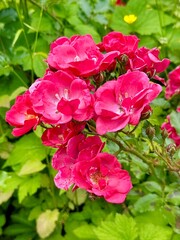 pink rose bush