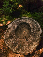 A tree stump with rings and a crack down the center, surrounded by foliage