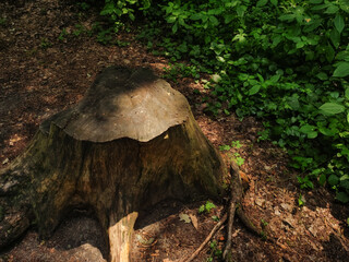 A weathered tree stump sits in a clearing, surrounded by leafy green foliage