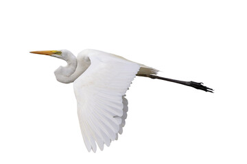 Beautiful Eastern great egret flying isolated on transparent background png file