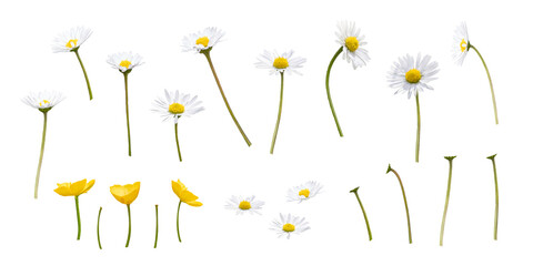 A collection of wild spring daisy and buttercup flowers, blooms, isolated against a transparent background.