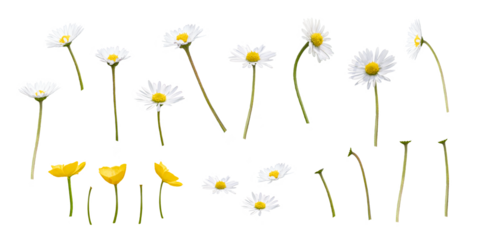 A collection of wild spring daisy and buttercup flowers, blooms, isolated against a transparent background.