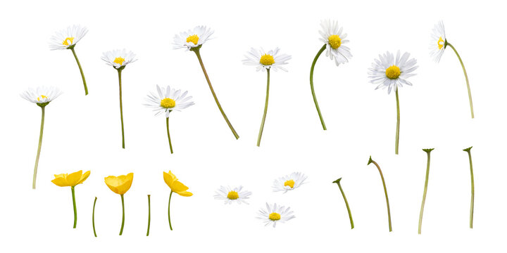 A collection of wild spring daisy and buttercup flowers, blooms, isolated against a transparent background.