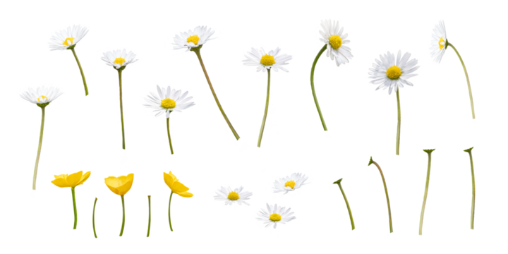 A collection of wild spring daisy and buttercup flowers, blooms, isolated against a transparent background.