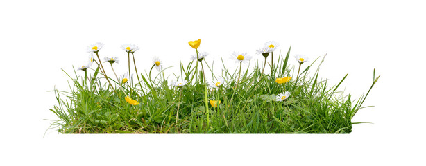 Meadow grass, garden lawn with wild daisy and buttercup flowers in spring and summer isolated against a transparent background.