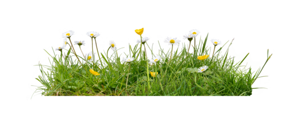 Meadow grass, garden lawn with wild daisy and buttercup flowers in spring and summer isolated against a transparent background.