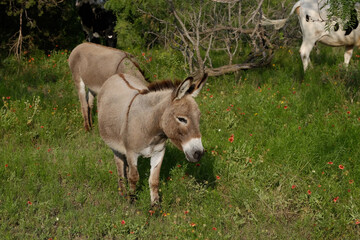 Mini donkeys in Texas farm field.