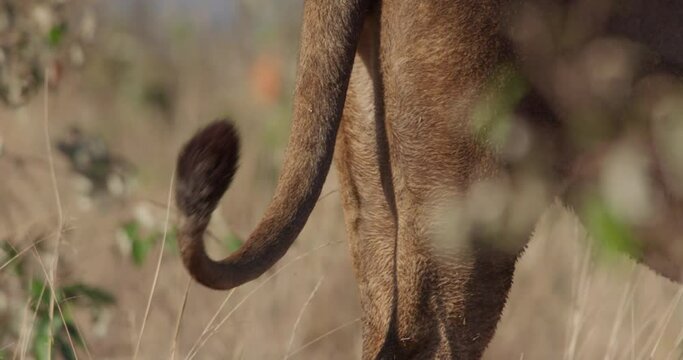 Close up of a Lion's (Panthera Leo) tail between savannah grasslands during the morning in Kenya.